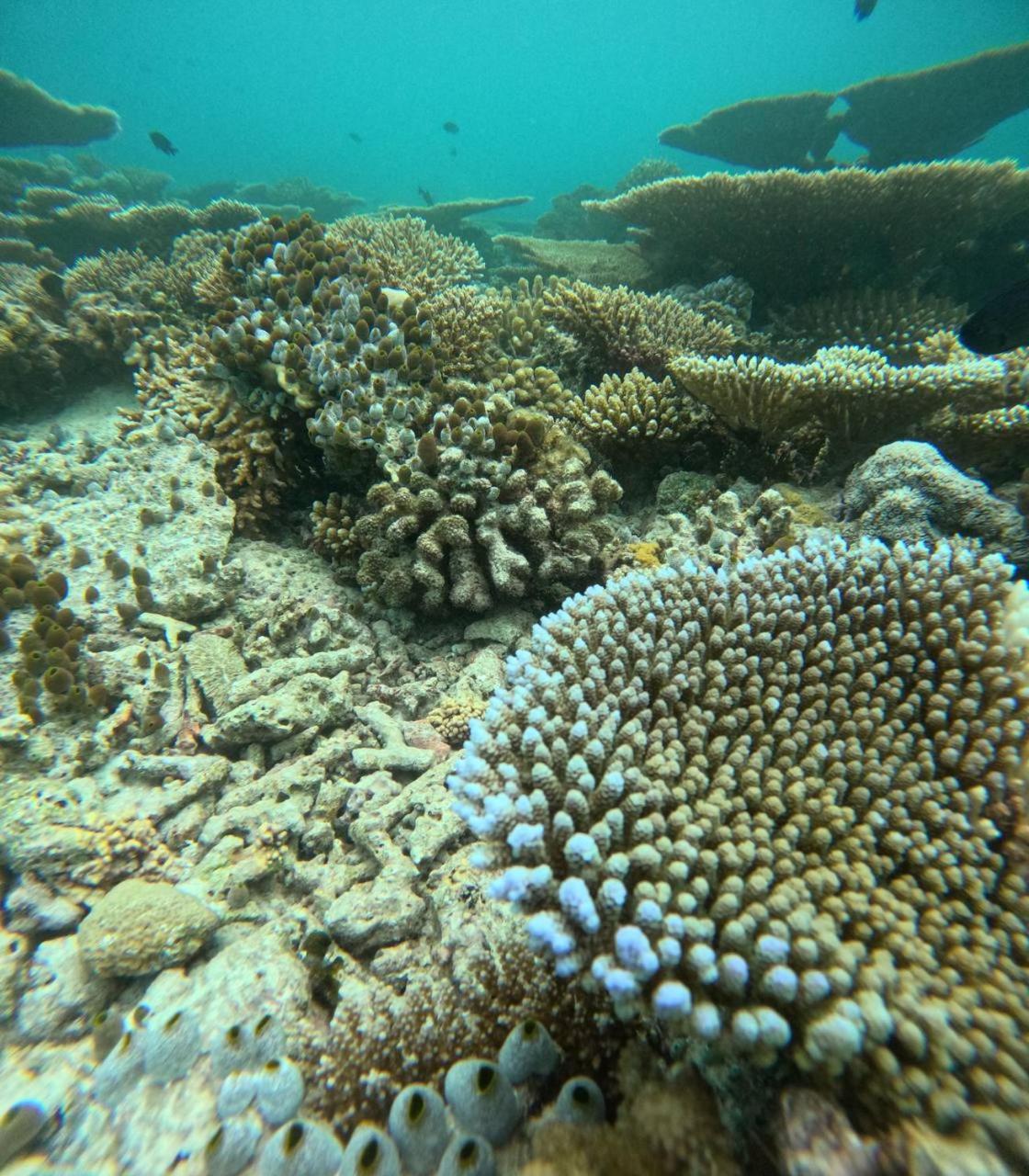 Nirili Villa Dhiffushi Luaran gambar